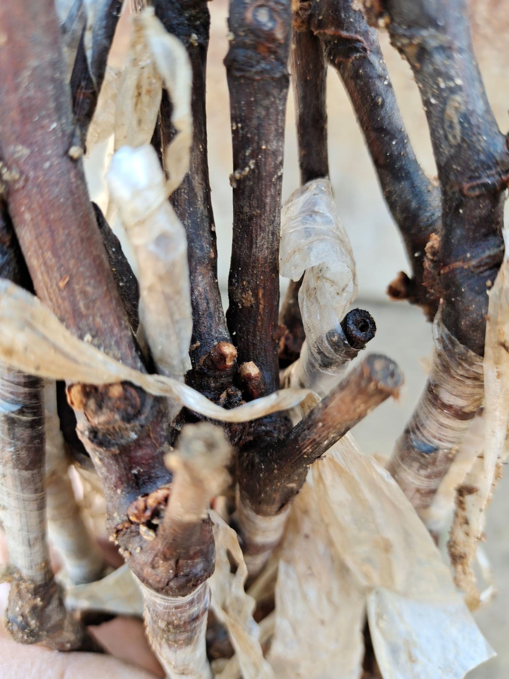 蓝宝石葡萄苗， 基地直发，自培自育，根系发达，成活率高包对版