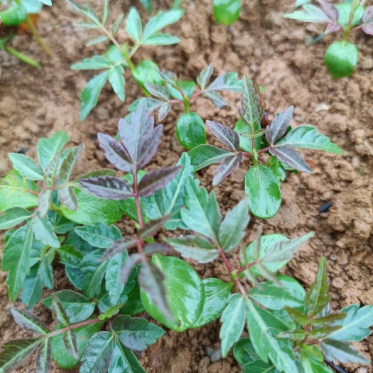 红油香椿  红芽香椿小苗