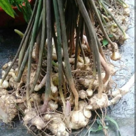 蓬溪县甜黄精  黄精