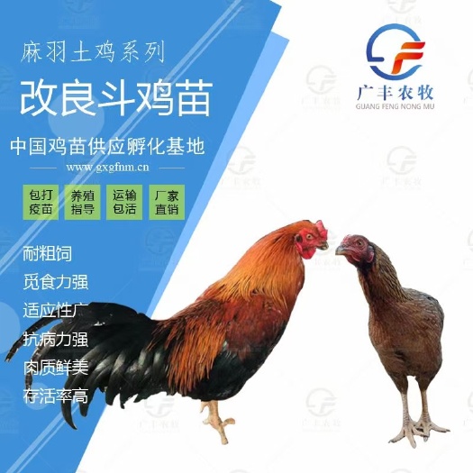 南宁改良斗鸡苗