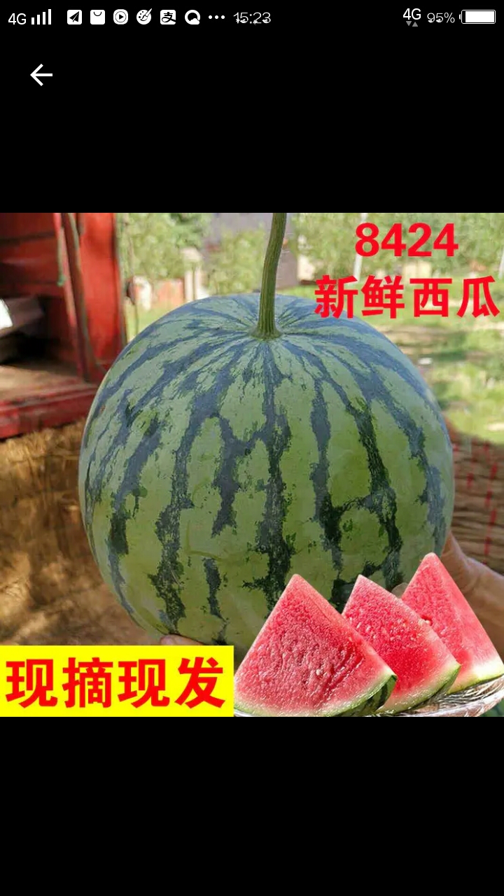  八四二四西瓜河南周口市