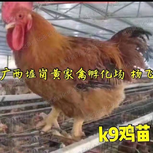 南宁K9鸡苗  纯正快大新广K901鸡苗  882/k9 灰羽k9鸡苗
