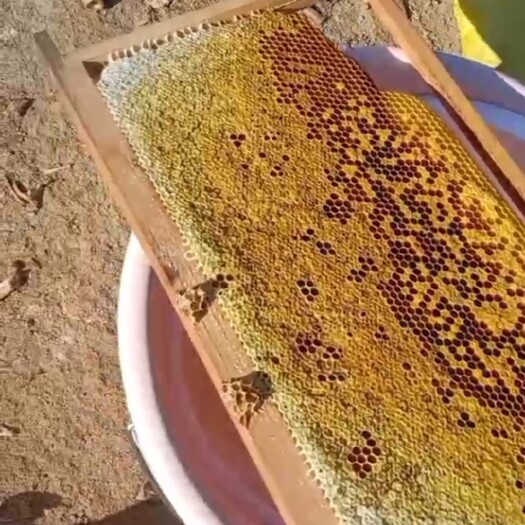 惠来县 蜂蜜土蜂蜜