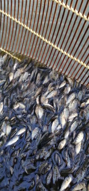 罗非鱼苗  脆肉罗非 优质品种  省料生长速度快，抗病毒性强