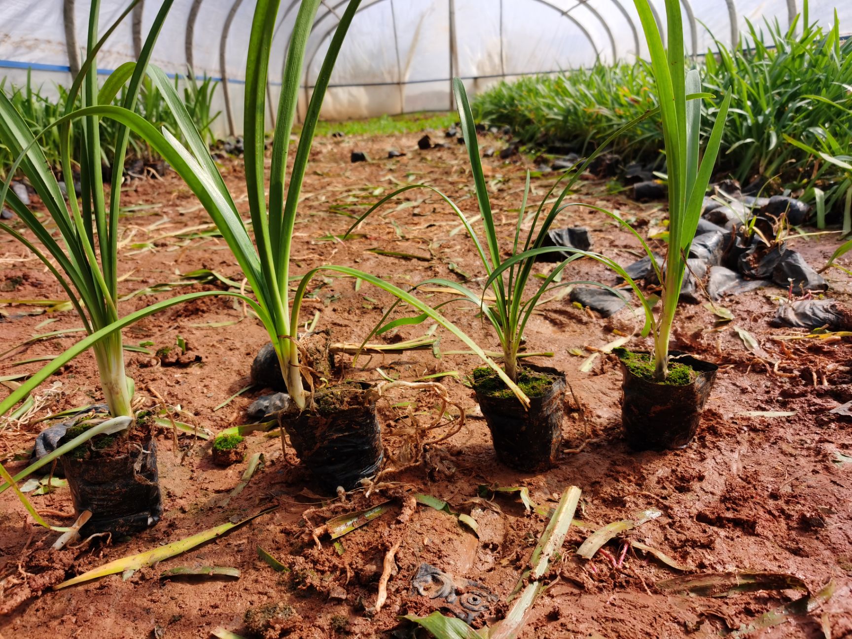 百子莲 ，10袋子！露天苗！冠幅好！满杯，根系好！