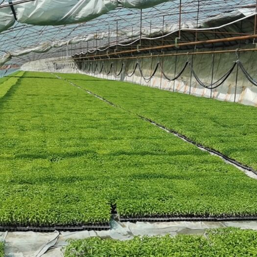 天津种植大棚 福顺德农业科技有限公司专业设计销售安装大棚，厂家直销。
