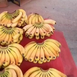 凤城市 香蕉