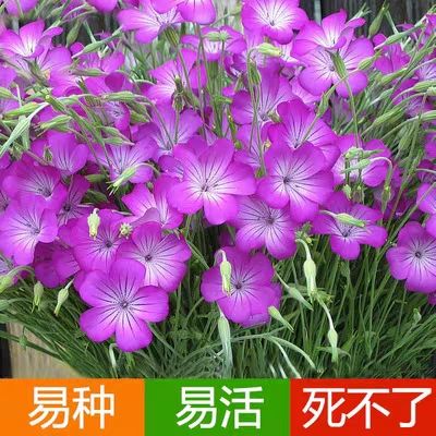 麦仙翁种子 耐旱花海 麦毒草花期长四季播种庭院景观花卉种子花