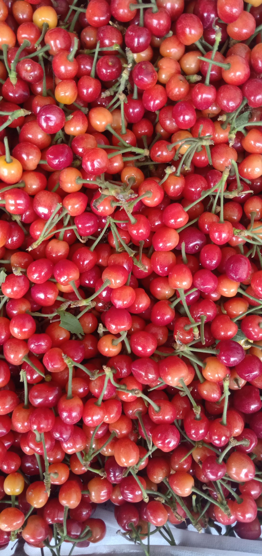 河南露天樱桃，本地樱桃，夕阳红产地直发