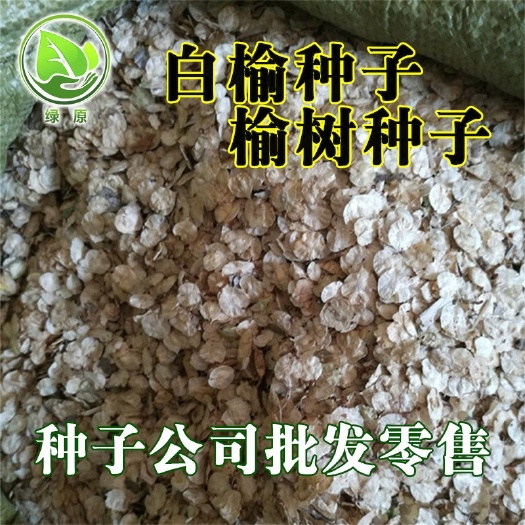 榆树种子 2025年纯新采收白榆种子 发芽率高 可嫁接金叶榆