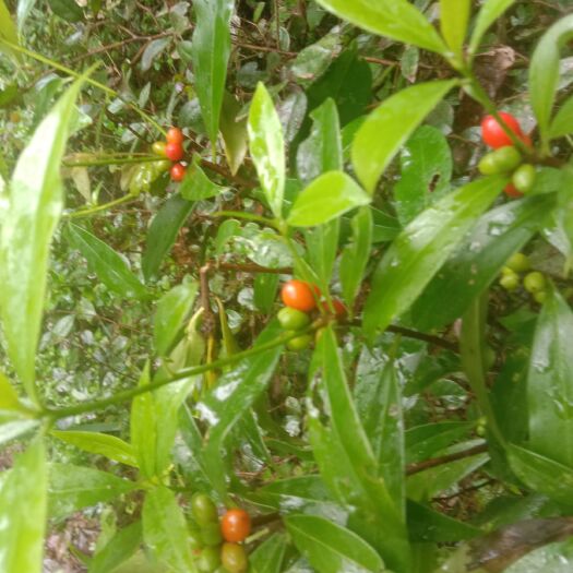 靖州县 大量批发毛瑞香树苗