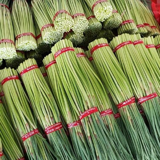邳州市红帽蒜苔  邳州红帽蒜薹大量上市，价格低廉，质量上乘，需要老板欢迎来电。