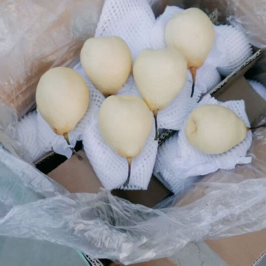 晋州市 鸭梨