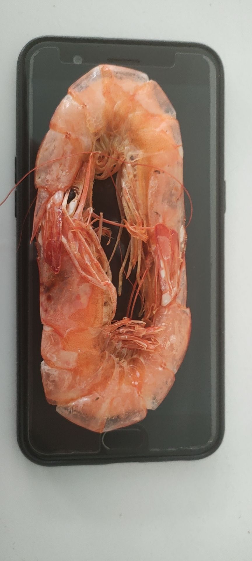 对虾  精品烤虾（自加工）