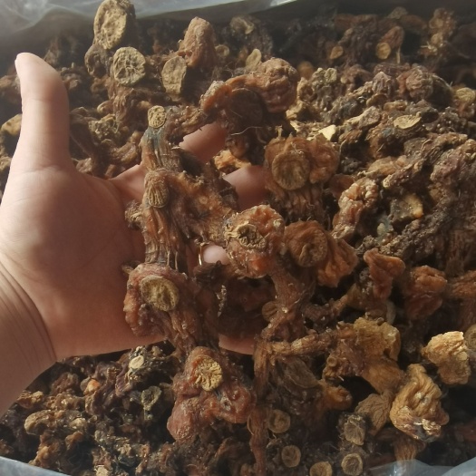 金秀县姜形黄精干货