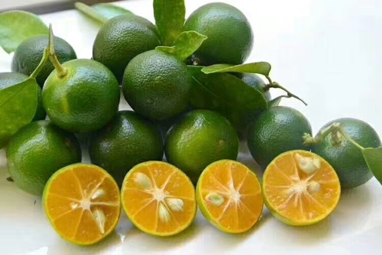  青金桔小柠檬奶茶专用果