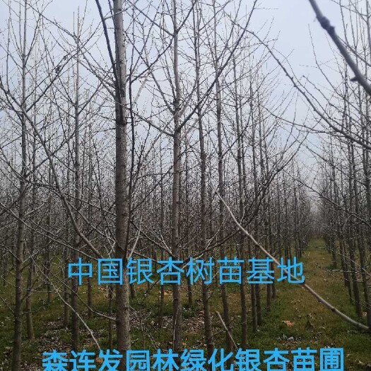 郯城县胸径8公分银杏树新苗 精选白果树直径7-10公分