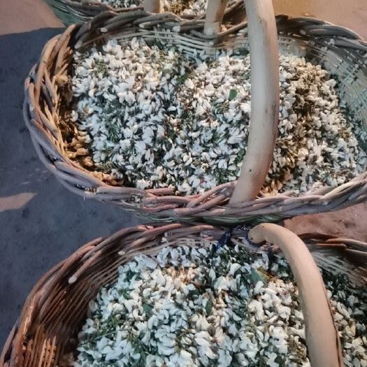 郑州 槐花