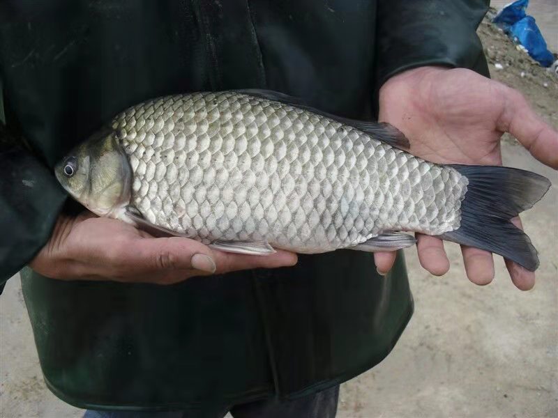 中科三号鲫鱼  批发垂钓用鲫鱼鳊鱼青鱼草鱼桂鱼花鲢鱼苗等