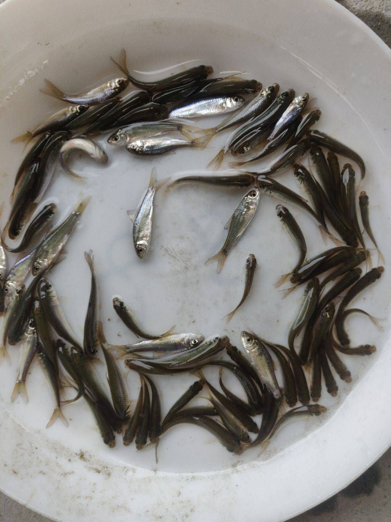 麦穗鱼水花  麦鲮水花