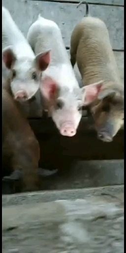 太白县猪苗 常年供应优质仔猪，货源充足，价格合理防疫到位