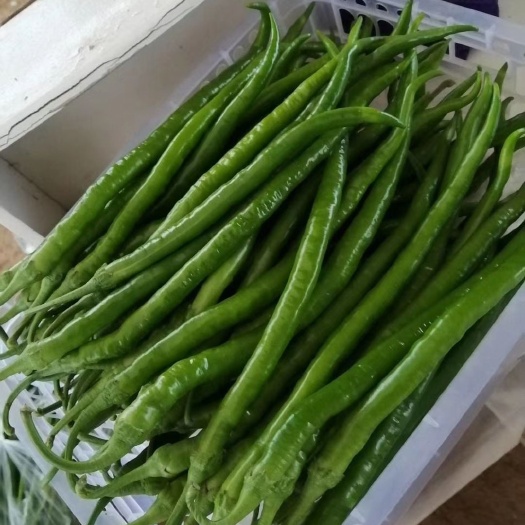 商丘线椒，精品线椒，产地直供，货源充足，质量保证，价格便宜