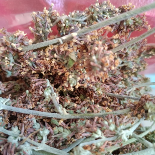 江城县 密蒙花（染饭花）