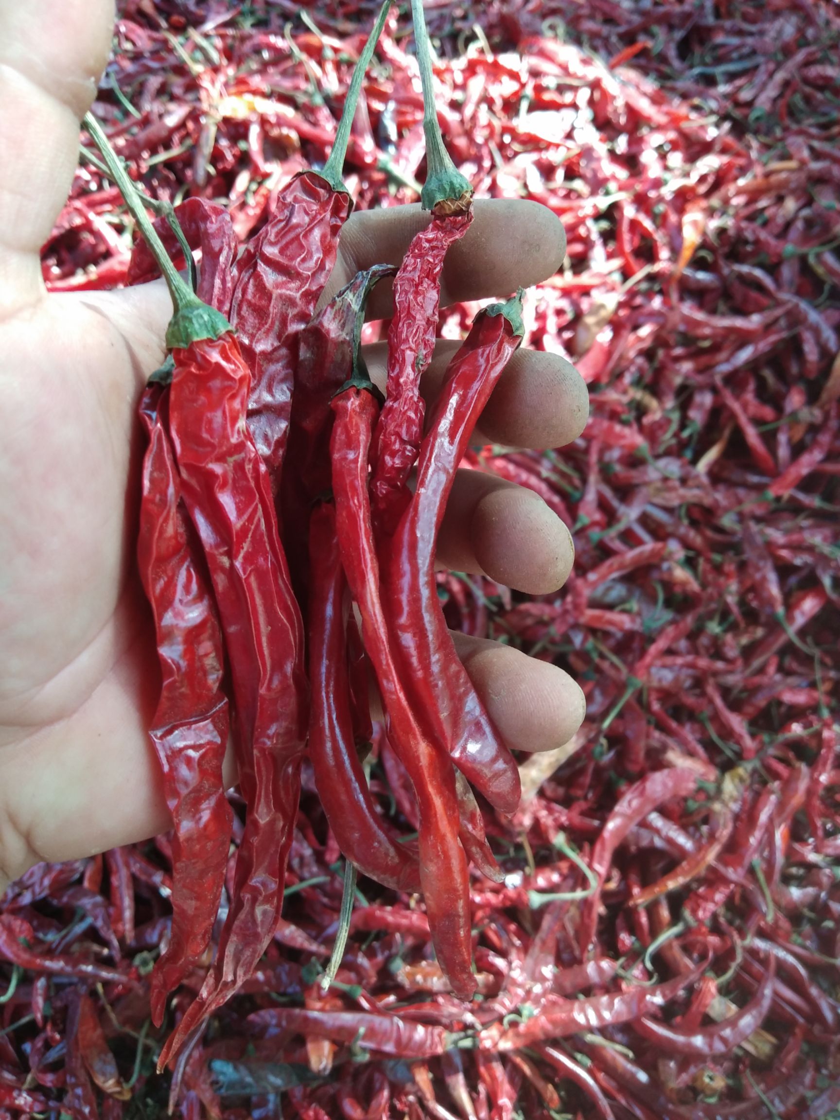 干线椒 风干二斤条