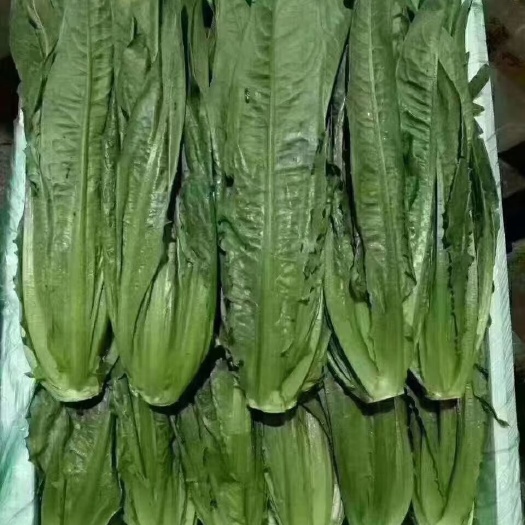 昆明青油麦 出售精品油麦菜，叶绿，无任何毛病