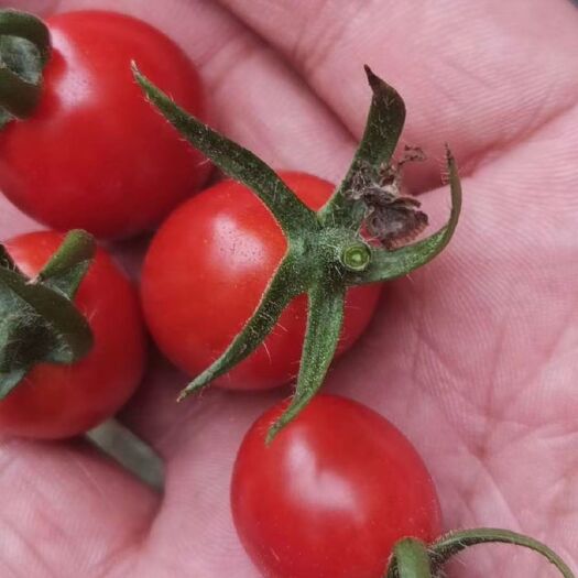 平度市圣女果 源头直采 基地直供 小番茄 釜山88 独特风味