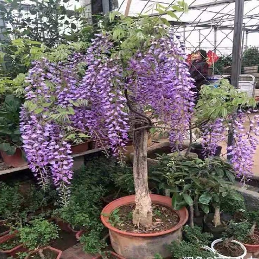 平邑县丰花紫藤 1~1.5米 1~2公分