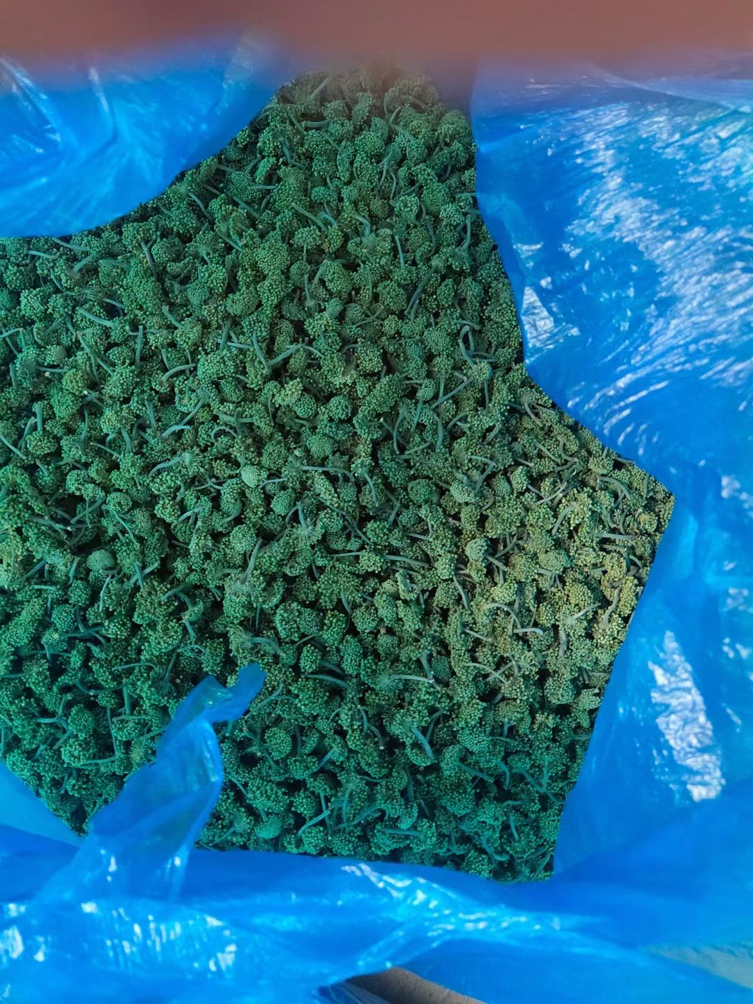 三七头，三七花