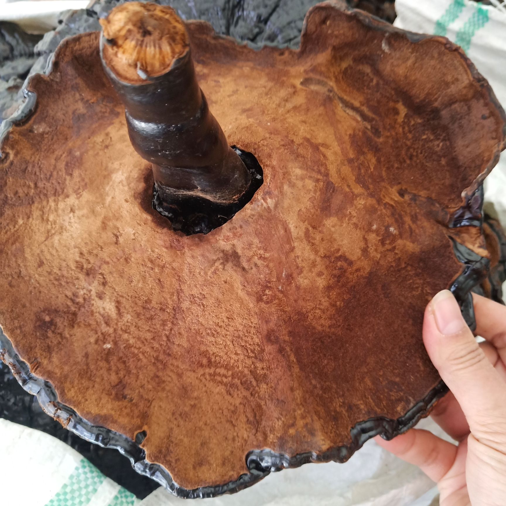 批发黑灵芝黑底大个灵芝3－4个500克包邮非紫灵芝赤灵芝红