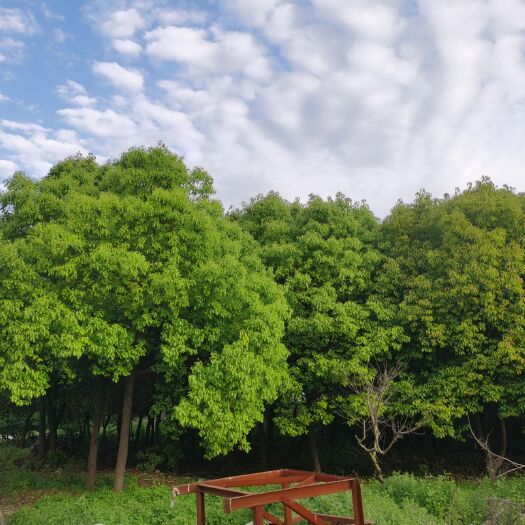 宜兴市香樟树（20多年树龄）