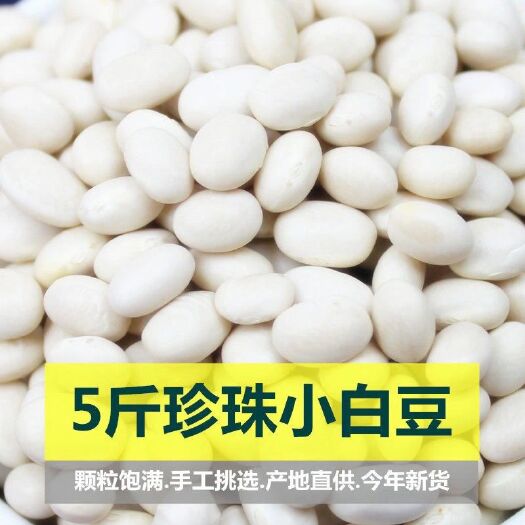 宁蒗县珍珠豆 新货农家自种小芸豆小白豆炖菜煲汤打豆浆豆类杂