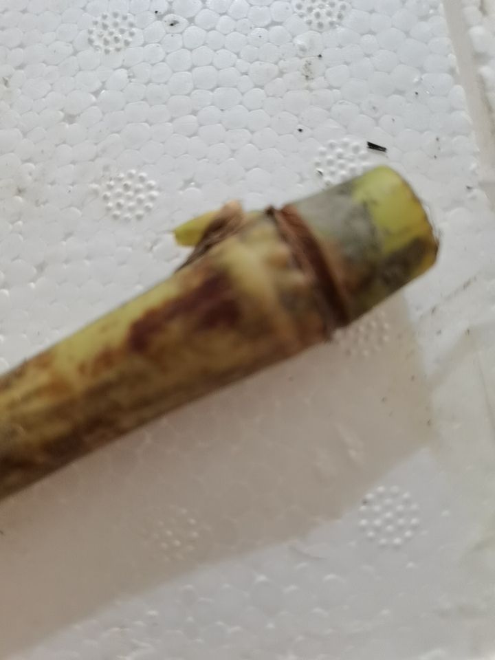 高产优质巨菌草种苗