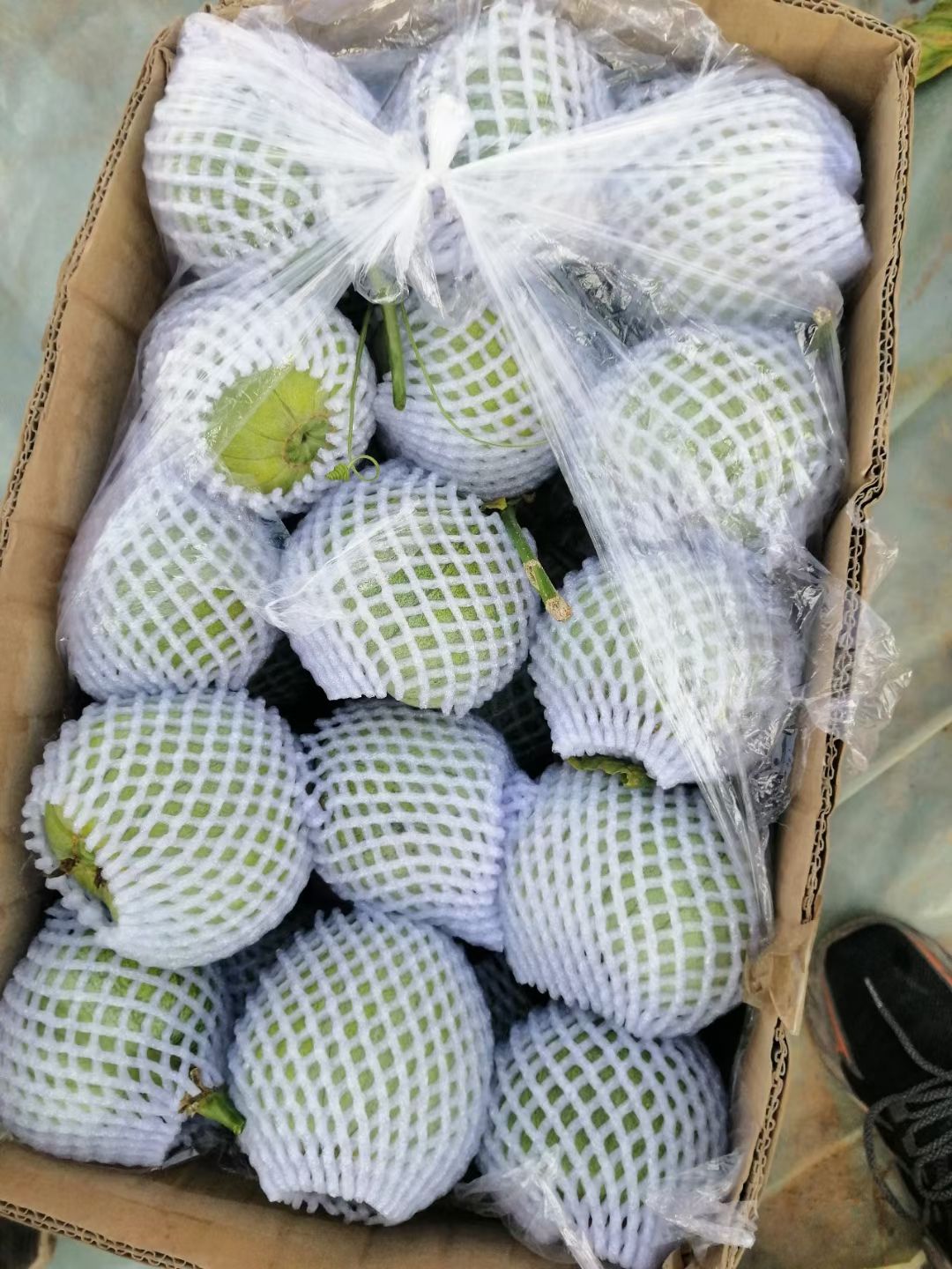 东方蜜甜瓜  阎良甜瓜香瓜绿宝羊角蜜博洋九等，专业代办轻松掌