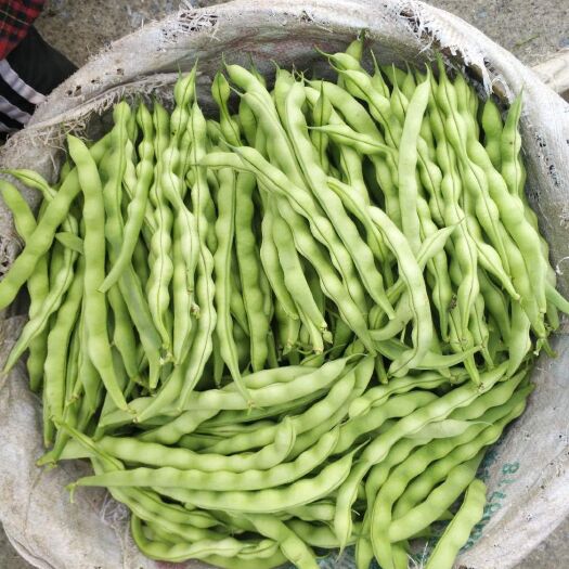 夹江县 四季豆大量上市
