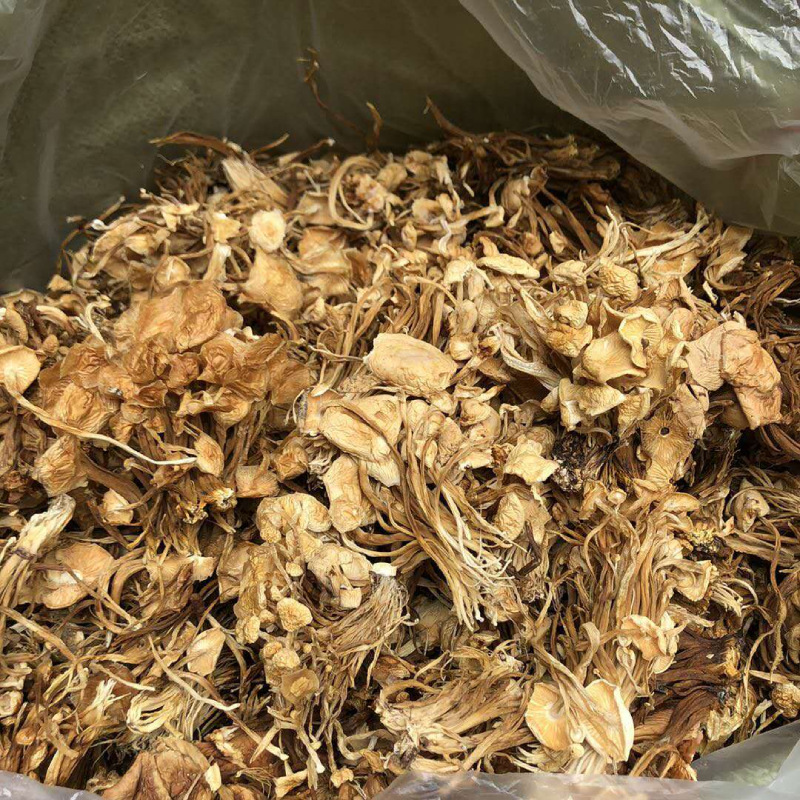 跑江湖食用菌新貨茶樹菇干貨干茶樹菇 擺地?cái)偛铇涔缴⒀b