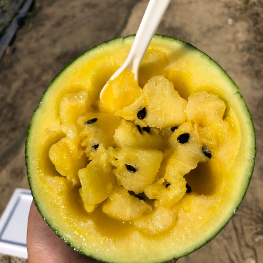 长沙湖南无籽西瓜！