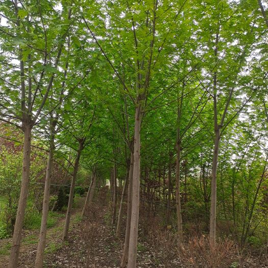 沭阳县枫杨树
