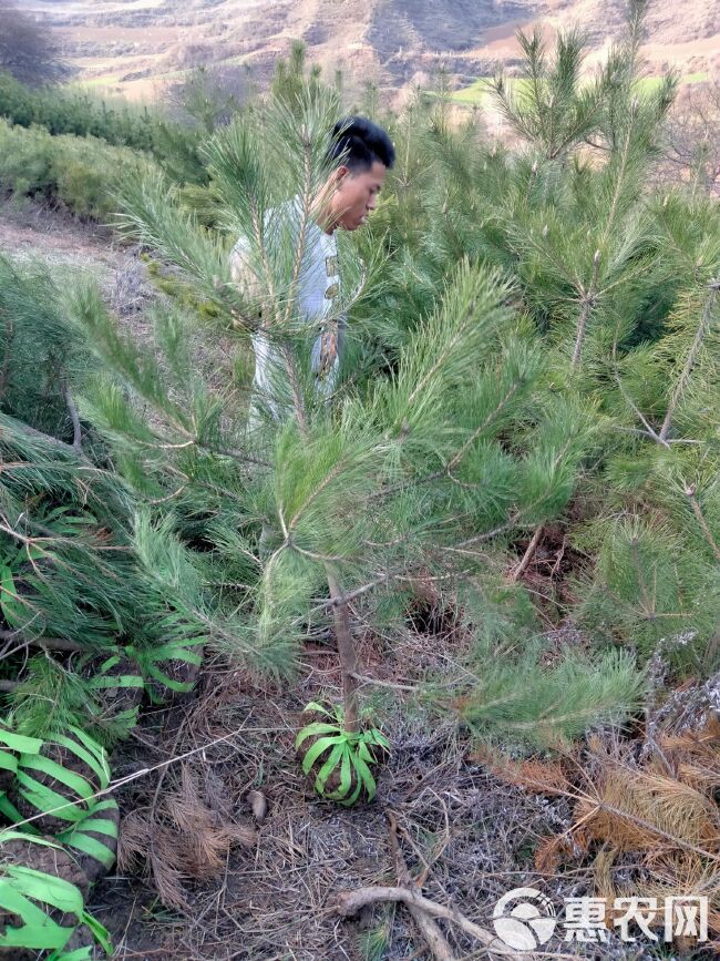 精品定植油松，一米五，两米，三米