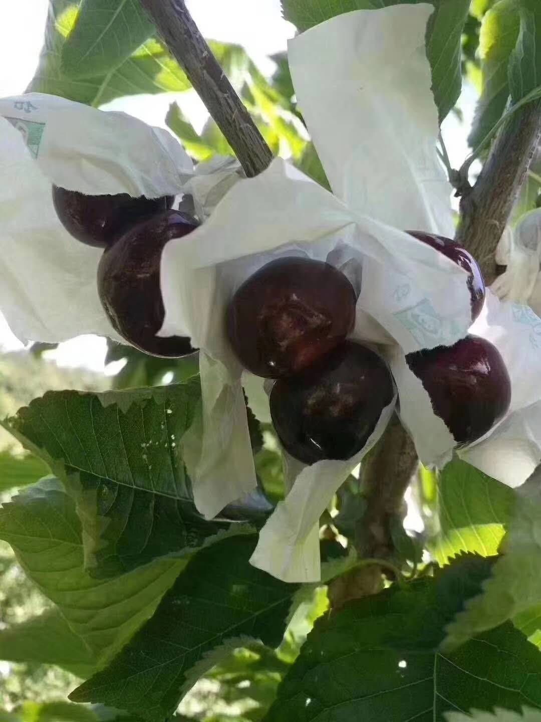 黑珍珠樱桃  汉源九襄车厘子
