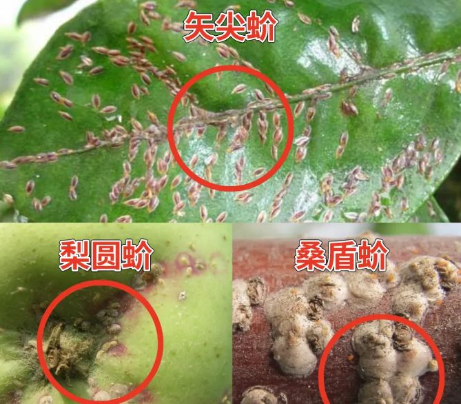 农药杀虫剂荣邦18%吡虫噻嗪酮1000克柑橘树蚧壳虫
