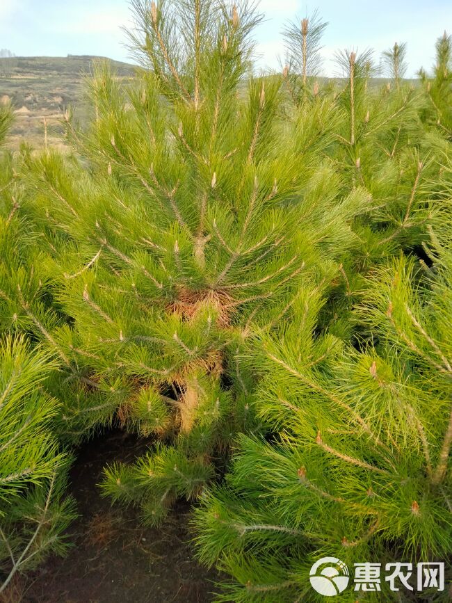 精品定植油松，一米五，两米，三米