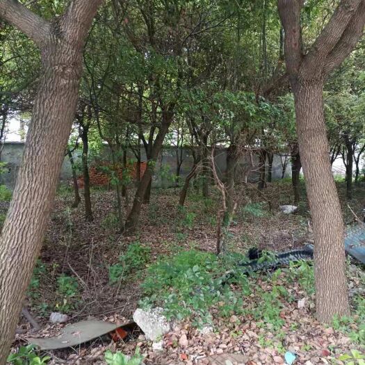 宜兴市二十多年树龄的香樟树100多株