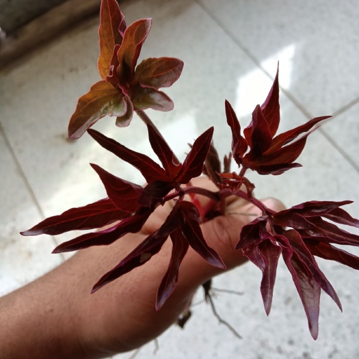  芍药苗