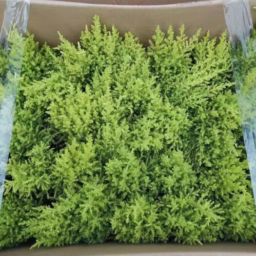 广州香松盆景 90#香松，40盆每件，5.5块包箱