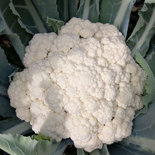 商丘花菜，精品有机花菜，产地直供，货源充足，质量保证，价格便宜