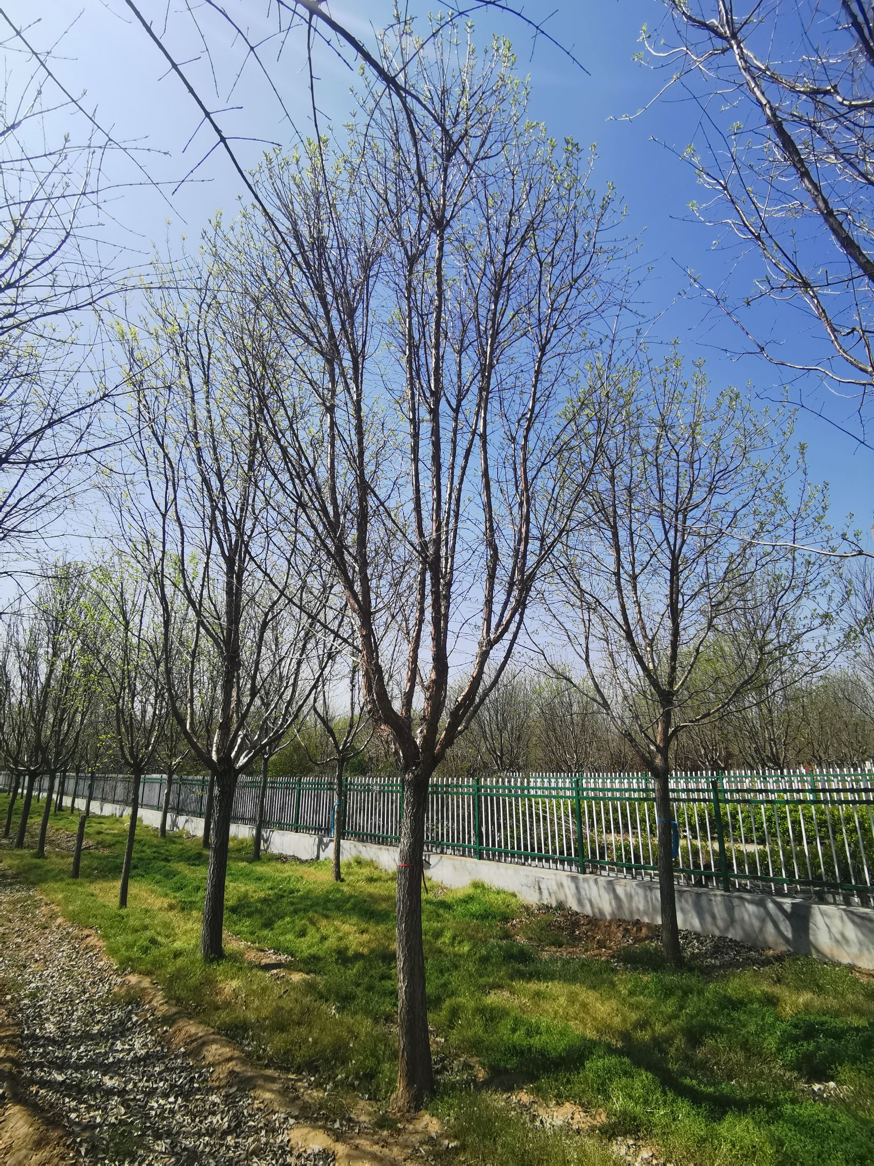  流苏树（油根子，别名牛筋子）